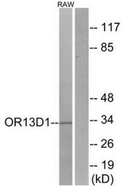 OR13D1 Antibody
