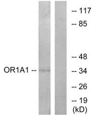 OR1A1 antibody