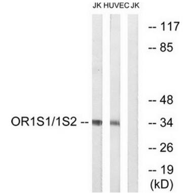 OR1S1/1S2 antibody