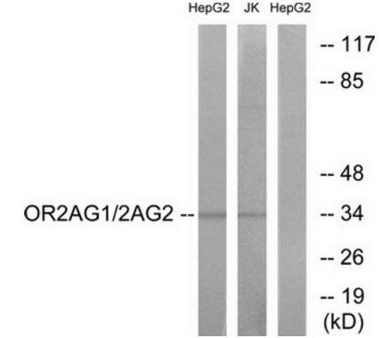 OR2AG1/2 antibody