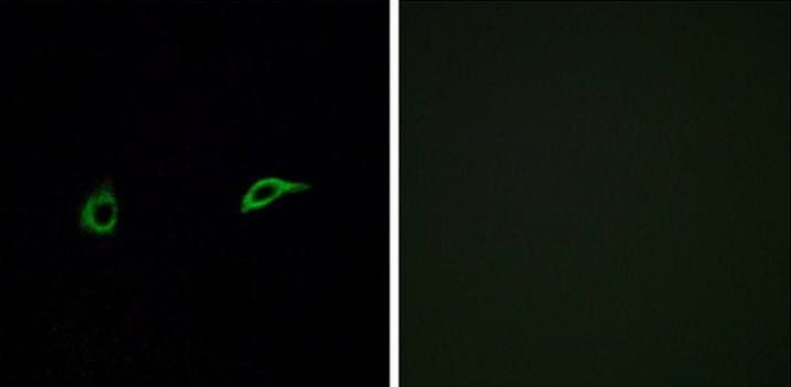 OR2C1 Antibody