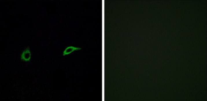 OR2C1 antibody