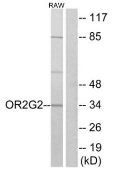 OR2G2 antibody