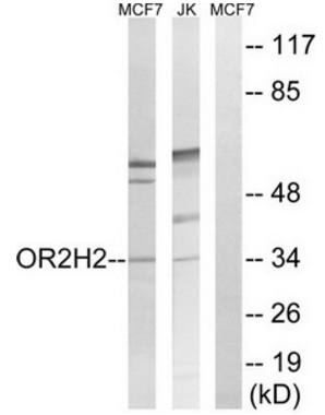 OR2H2 antibody