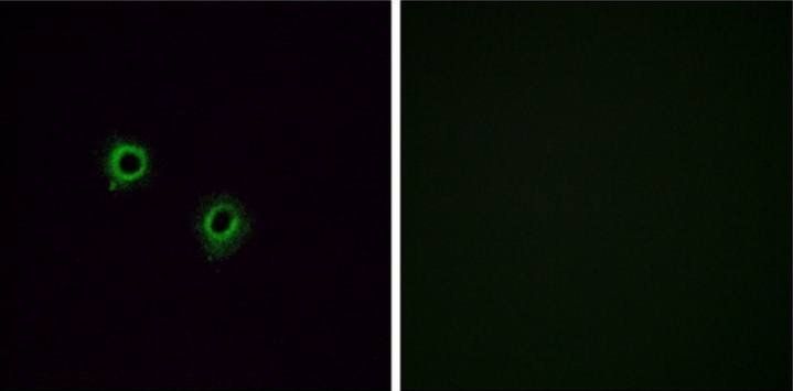 OR2J3 Antibody