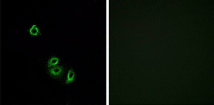 OR2L5 Antibody