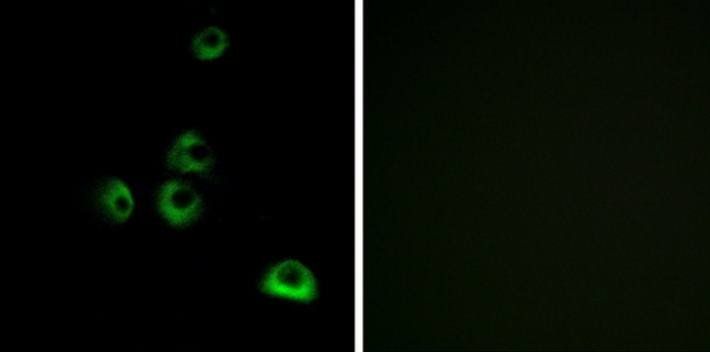 OR2M7 Antibody