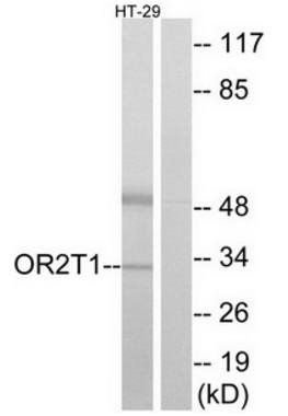 OR2T1 antibody
