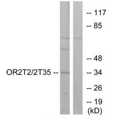 OR2T2/35 antibody