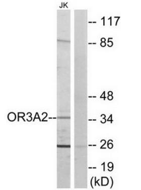 OR3A2 antibody