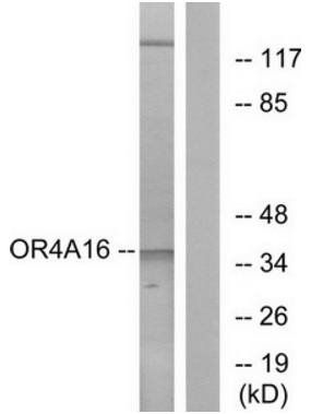 OR4A16 antibody