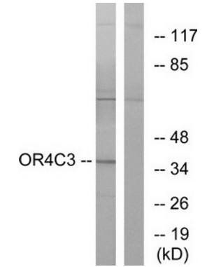 OR4C3 antibody