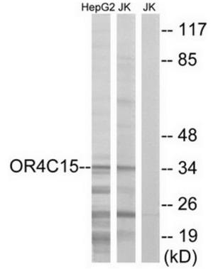 OR4C15 Antibody