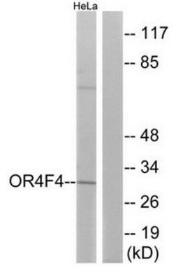 OR4F4 antibody