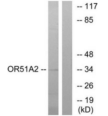 OR51A2 antibody