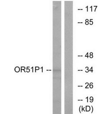 OR51D1 antibody
