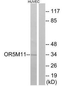 OR5M11 antibody