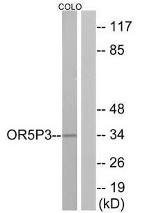 OR5P3 antibody