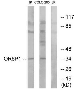 OR6P1 antibody