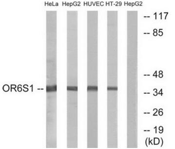 OR6S1 antibody