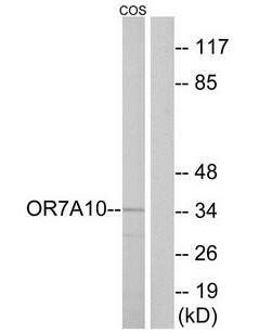 OR7A10 antibody