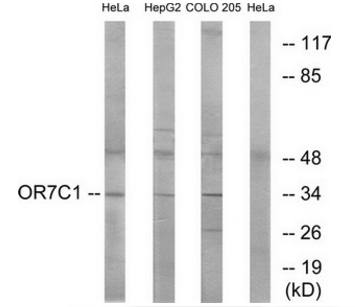 OR7C1 antibody