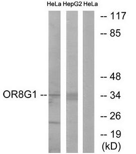 OR8G1 antibody
