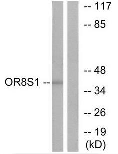 OR8S1 antibody