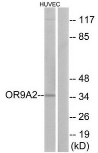 OR9A2 antibody