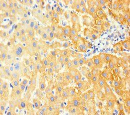 G6PC Antibody