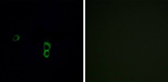 OR9Q1 Antibody