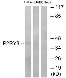 P2RY8 Antibody