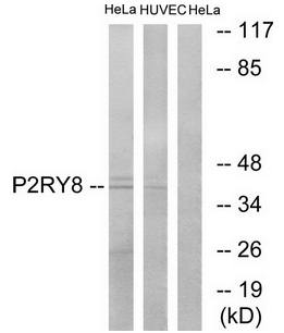 P2RY8 antibody