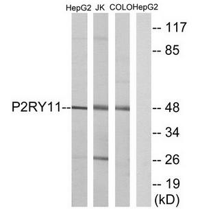 P2RY11 antibody