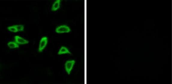 PTGER3 antibody