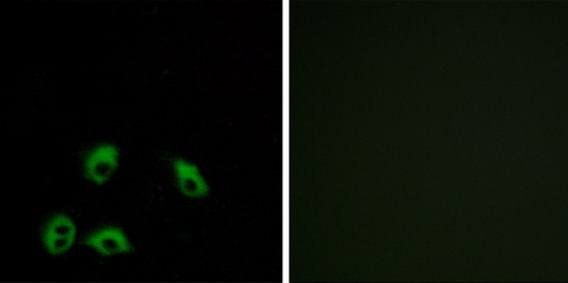 GPR103 antibody