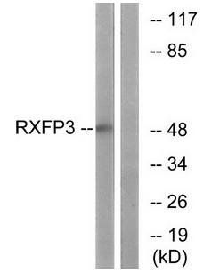 RXFP3 antibody