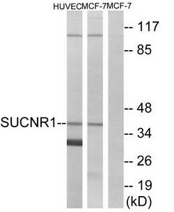 SUCNR1 antibody