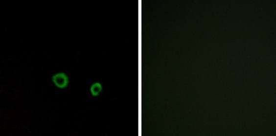 TAS2R10 antibody