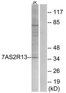 TAS2R13 antibody