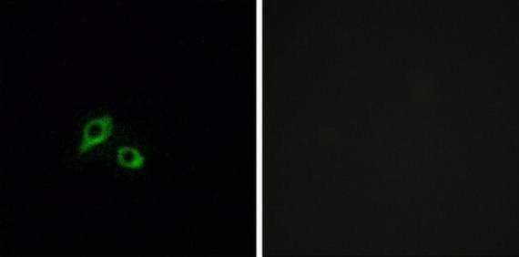 GIPR antibody