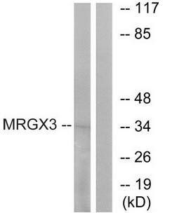 MRGX3 antibody
