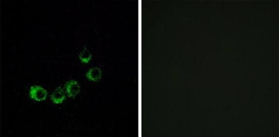 OR10A5 Antibody