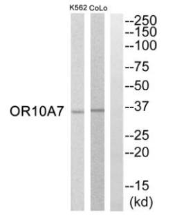 OR10A7 antibody