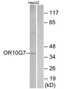 OR10G7 antibody