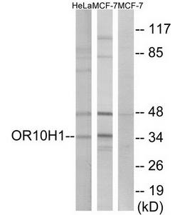 OR10H1 antibody