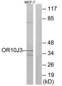 OR10J3 antibody
