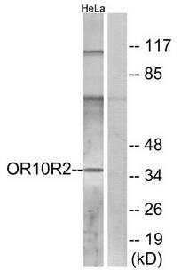 OR10R2 antibody