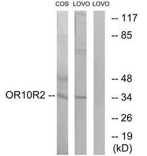 OR10S1 antibody
