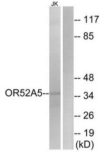 OR52A5 antibody